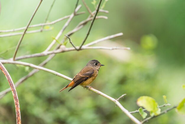 鳥（Ferruginous Flycatcher、Muscicapa ferruginea）ブラウンシュガー、オレンジ色および赤色