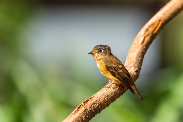 Bird (Ferruginous Flycatcher, Muscicapa ferruginea) bruine suiker, oranje en rode kleur