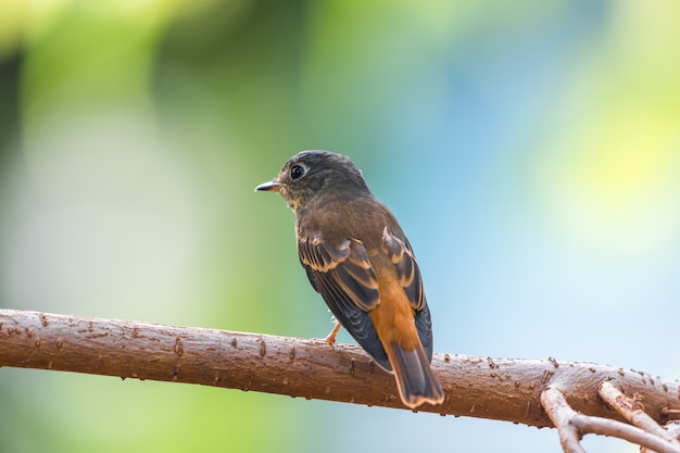 자연 야생에서 조류 (Ferruginous Flycatcher)