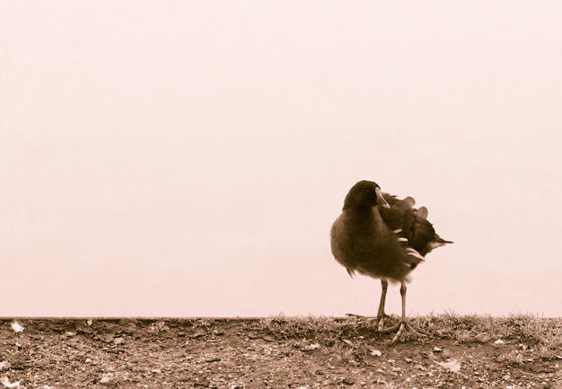 Photo bird on field against clear sky