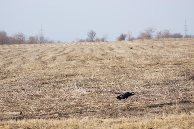 晴れた空の前で野原の鳥
