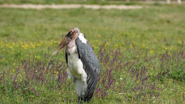 Bird on field relaxing