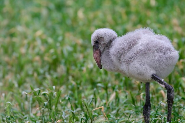 Bird in field