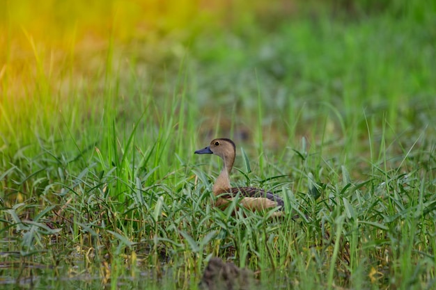 Photo bird in a field