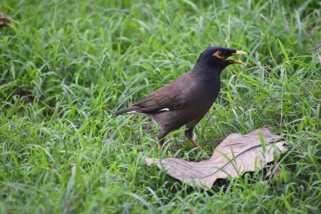 Bird in a field