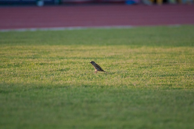 Foto uccello sul campo