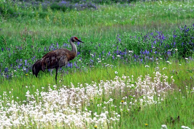 Foto uccello sul campo