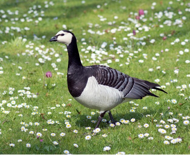 Bird on field