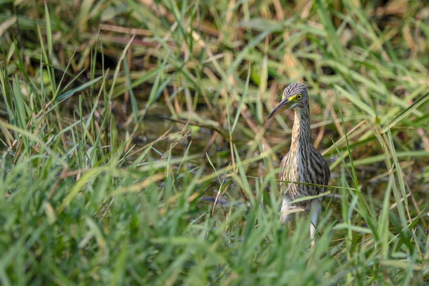 Bird on a field