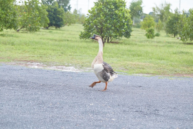 Photo bird on a field