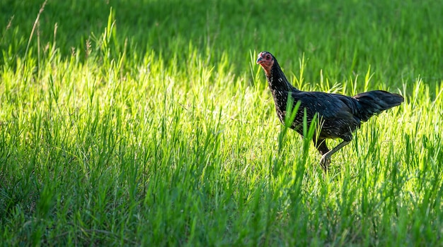 Foto un uccello sul campo