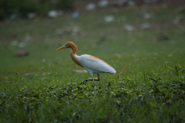Bird on field