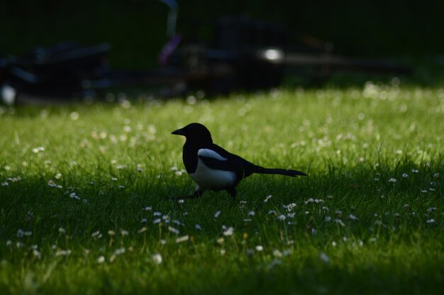 Bird in a field