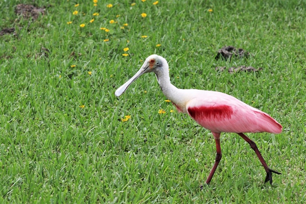 Foto un uccello in un campo