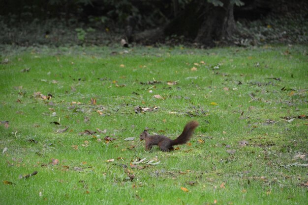 Photo bird on field