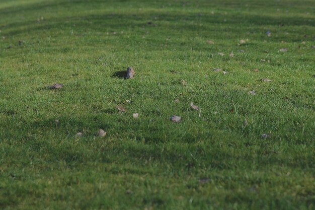 Photo bird on field