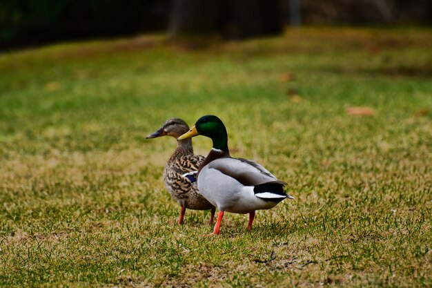 Photo bird on a field