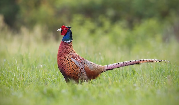 Photo bird on a field