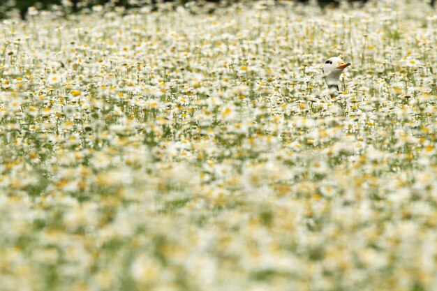 Foto un uccello sul campo