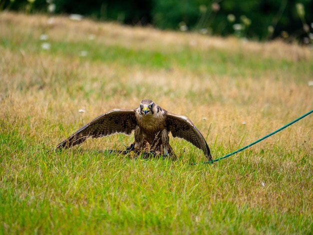 Foto un uccello sul campo