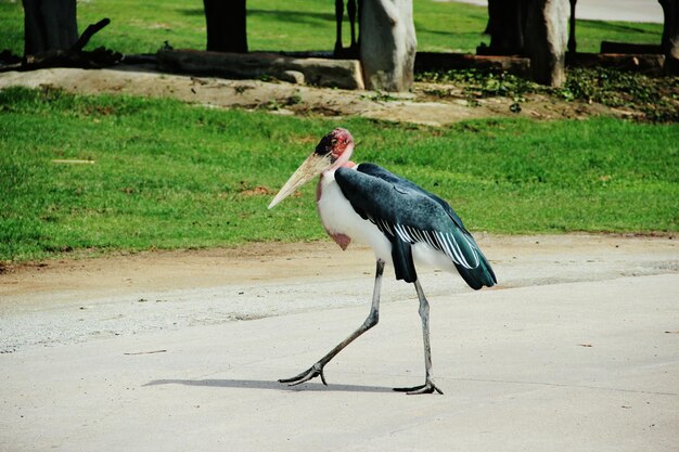 Uccello sul campo