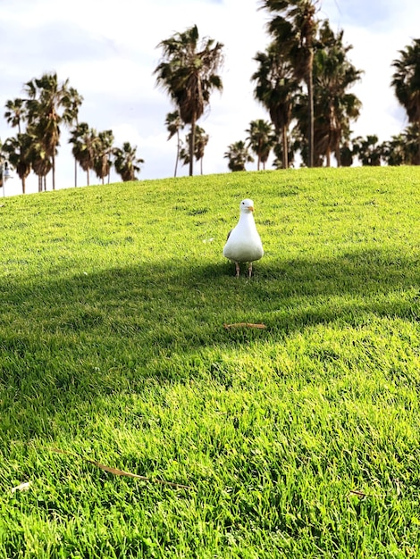 Photo bird on a field