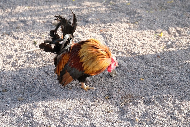 Photo bird on a field