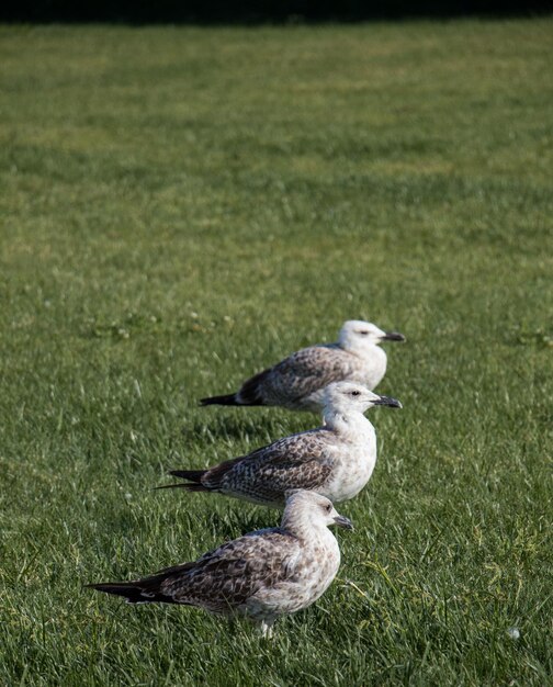 Foto uccello sul campo