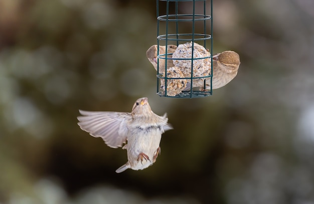 Foto uccello della famiglia dei fringuelli fringillidae house finch o carpodacus mexicanus