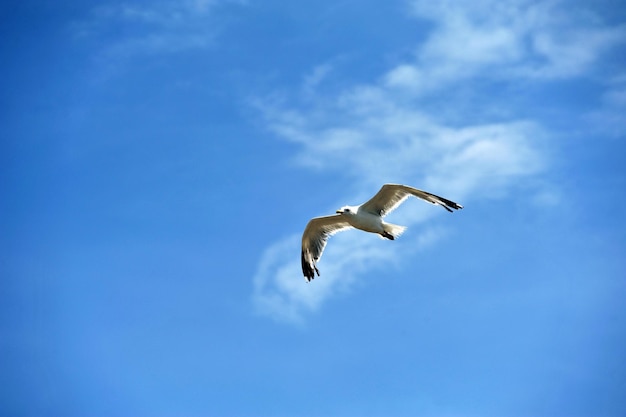 птица летит в воздухе на фоне голубого неба