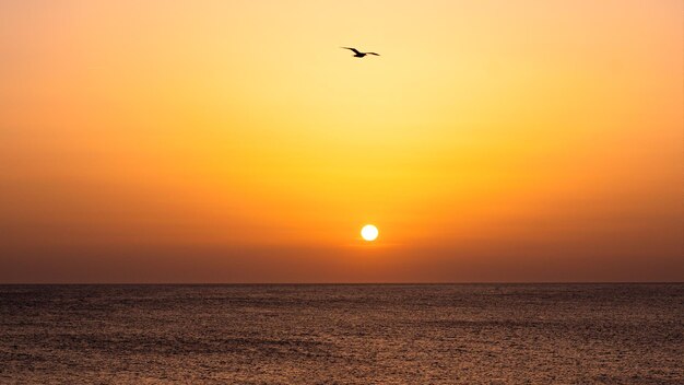Photo a bird flies over the ocean at sunset.