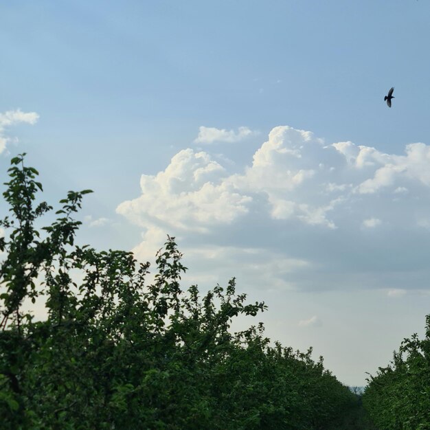 A bird flies over an orchard with a few green trees.