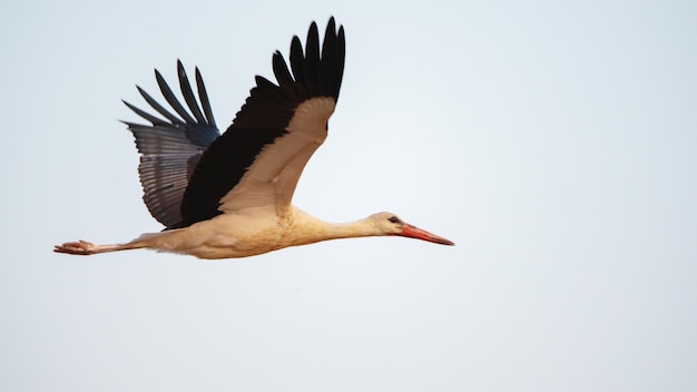 Bird flight of a white stork against the sky Ciconia ciconia