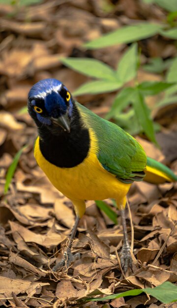 bird on the floor