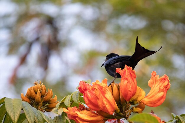 Foto un uccello su un fiore