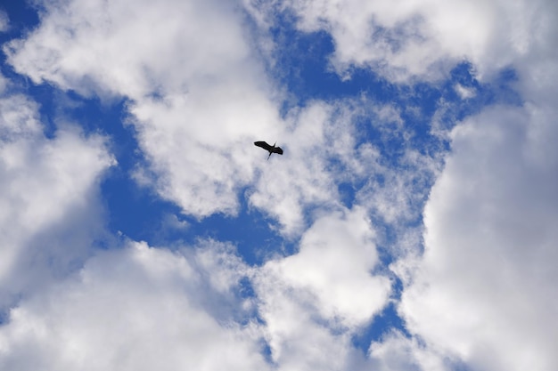 青い空に明るい白いふわふわの雲に向かって飛んでいる鳥