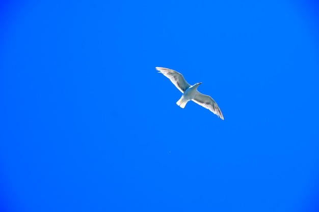 Foto un uccello che vola contro un cielo blu limpido