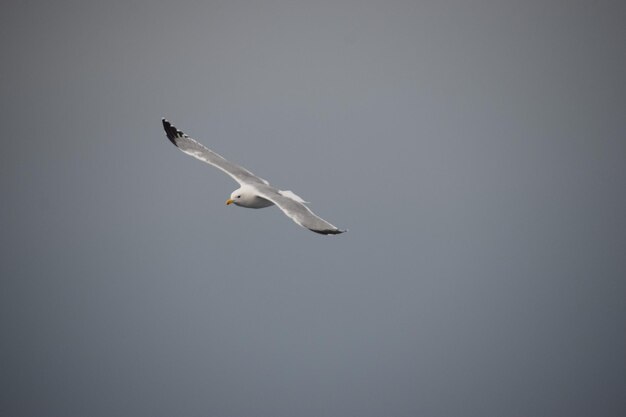 Photo bird flying against clear sky