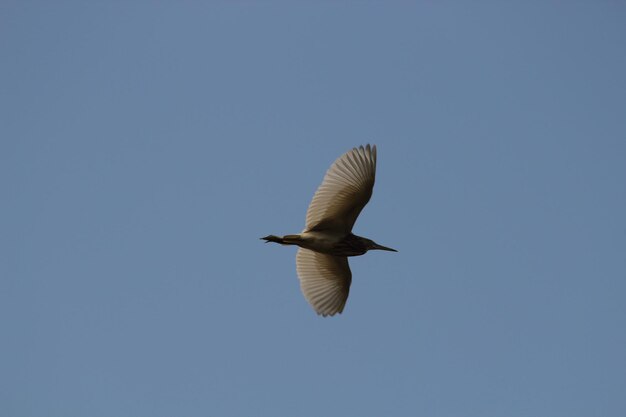 Foto un uccello che vola contro un cielo limpido