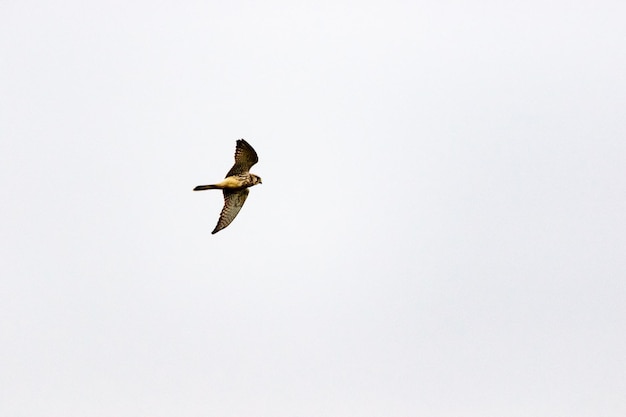 写真 晴れた空に飛ぶ鳥