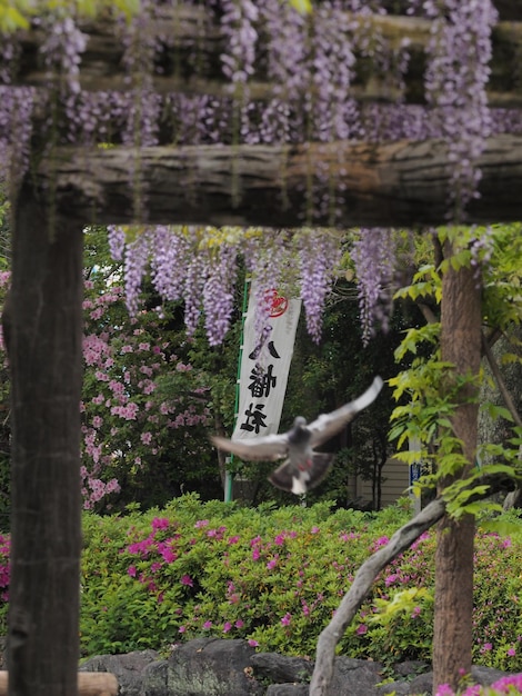 写真 非西洋の文字と花に対して飛ぶ鳥