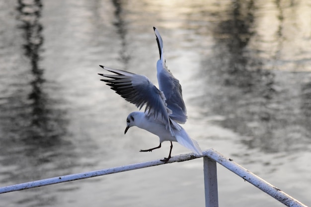 Photo bird flying against the sea