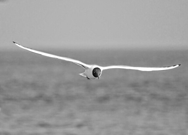 Foto un uccello che vola contro il cielo