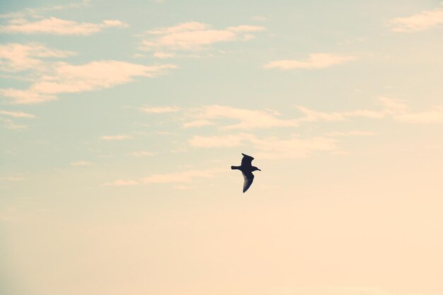 Photo bird flying against sky