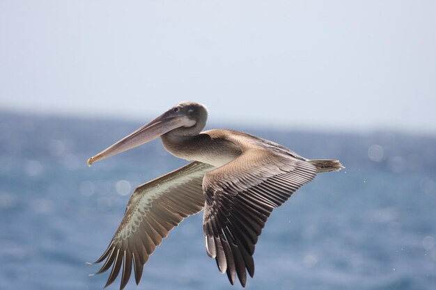 Foto un uccello che vola contro il cielo