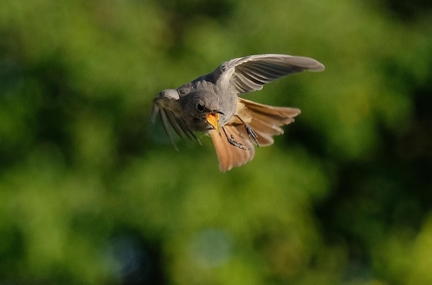 Bird flying against tree