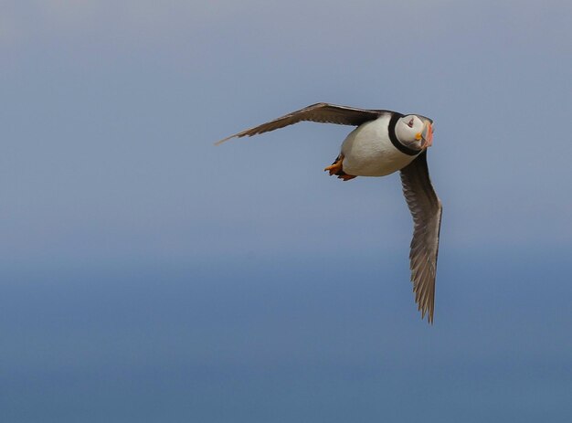 a bird flying in the air with a fish in its beak