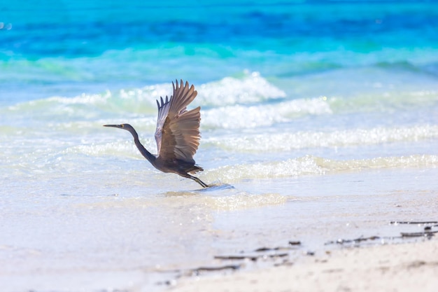 Bird flying over beach