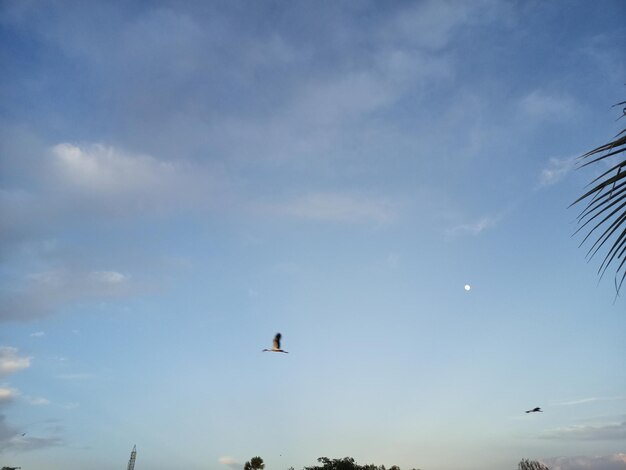 A bird flying in the blue sky with the moon in the background