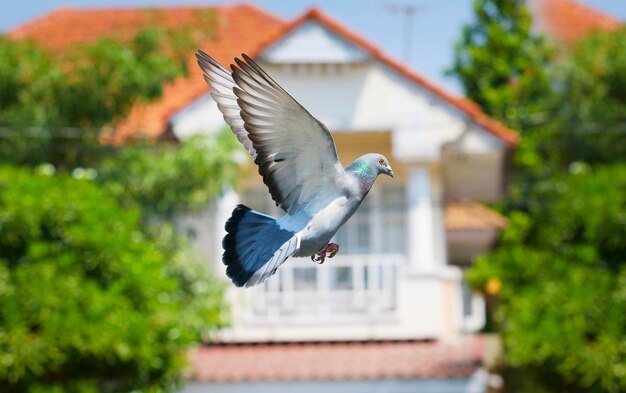 Bird flying over a building